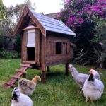 Chicken Coops for Sale