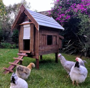 Chicken Coops for Sale