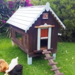 cosy house for chicken