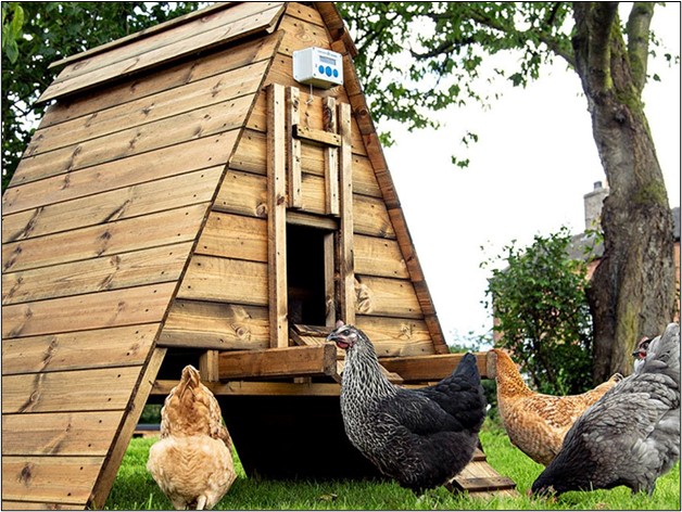 Chicken Coops Australia: What You Need to Know Before Buying