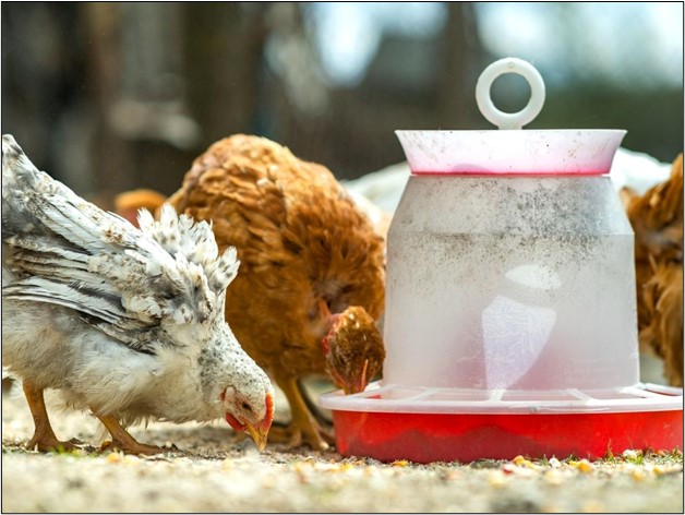 Melbourne Chicken Coop Accessories: Elevate Your Flock's Comfort