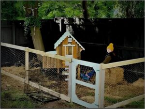 The Charm of Canberra: Chicken Coop Fences for Your Feathered Friends
